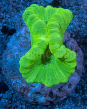 Carregar imagem no visualizador da galeria, 🪸💚 Toxic Green Caulastrea – Similar to Photo