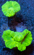 Carregar imagem no visualizador da galeria, 🪸💚 Toxic Green Caulastrea – Similar to Photo