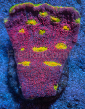 Load image into Gallery viewer, Jason Fox Pink Boobies Chalice – XL Frag