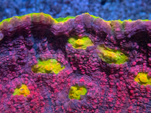 Load image into Gallery viewer, Jason Fox Pink Boobies Chalice – XL Frag