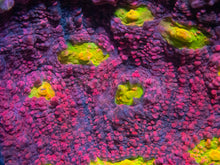 Load image into Gallery viewer, Jason Fox Pink Boobies Chalice – XL Frag