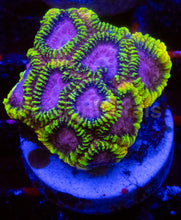 Load image into Gallery viewer, ECC Burning Passion Favia – Signature Coral