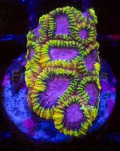 Load image into Gallery viewer, ECC Burning Passion Favia – Signature Coral