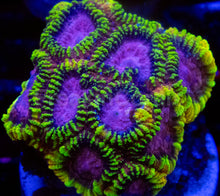 Load image into Gallery viewer, ECC Burning Passion Favia – Signature Coral
