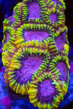 Load image into Gallery viewer, ECC Burning Passion Favia – Signature Coral