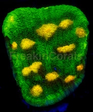 Load image into Gallery viewer, Jason Fox Raja Rampage Chalice – Signature Coral (Frag Similar to Photo)