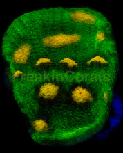 Load image into Gallery viewer, Jason Fox Raja Rampage Chalice – Signature Coral (Frag Similar to Photo)