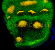 Load image into Gallery viewer, Jason Fox Raja Rampage Chalice – Signature Coral (Frag Similar to Photo)