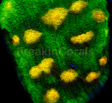 Load image into Gallery viewer, Jason Fox Raja Rampage Chalice – Signature Coral (Frag Similar to Photo)