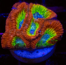 Load image into Gallery viewer, WWC Fantasmo Favia – Signature Coral (WYSIWYG)