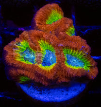 Load image into Gallery viewer, WWC Fantasmo Favia – Signature Coral (WYSIWYG)