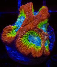 Load image into Gallery viewer, WWC Fantasmo Favia – Signature Coral (WYSIWYG)