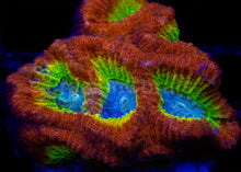 Load image into Gallery viewer, WWC Fantasmo Favia – Signature Coral (WYSIWYG)