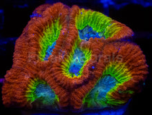 Load image into Gallery viewer, WWC Fantasmo Favia – Signature Coral (WYSIWYG)