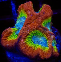 Load image into Gallery viewer, WWC Fantasmo Favia – Signature Coral (WYSIWYG)