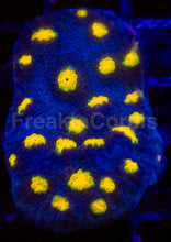 Load image into Gallery viewer, JF Yellow Bandit Chalice – Signature Coral (Frag Similar to Photo)