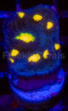 Load image into Gallery viewer, JF Yellow Bandit Chalice – Signature Coral (Frag Similar to Photo)