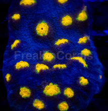 Load image into Gallery viewer, JF Yellow Bandit Chalice – Signature Coral (Frag Similar to Photo)