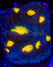 Load image into Gallery viewer, JF Yellow Bandit Chalice – Signature Coral (Frag Similar to Photo)
