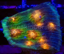 Load image into Gallery viewer, Orange Eye Green &amp; Blue Mycedium