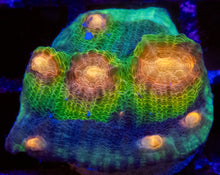 Load image into Gallery viewer, Orange Eye Green &amp; Blue Mycedium