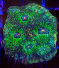Carregar imagem no visualizador da galeria, Echinophyllia “Glitter Green” Chalice