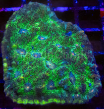 Carregar imagem no visualizador da galeria, Echinophyllia “Glitter Green” Chalice