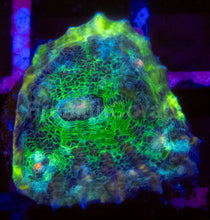 Carregar imagem no visualizador da galeria, Echinophyllia “Glitter Green” Chalice