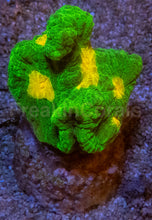 Carregar imagem no visualizador da galeria, Jason Fox Space Invader Pectinia – USA Signature Coral (WYSIWYG)