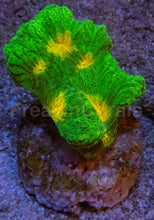 Carregar imagem no visualizador da galeria, Jason Fox Space Invader Pectinia – USA Signature Coral (WYSIWYG)