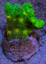 Carregar imagem no visualizador da galeria, Jason Fox Space Invader Pectinia – USA Signature Coral (WYSIWYG)