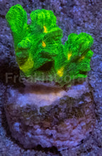 Carregar imagem no visualizador da galeria, Jason Fox Space Invader Pectinia – USA Signature Coral (WYSIWYG)