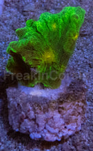 Carregar imagem no visualizador da galeria, Jason Fox Space Invader Pectinia – USA Signature Coral (WYSIWYG)