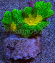 Load image into Gallery viewer, Jason Fox Space Invader Pectinia – USA Signature Coral (WYSIWYG)
