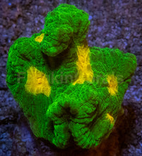 Carregar imagem no visualizador da galeria, Jason Fox Space Invader Pectinia – USA Signature Coral (WYSIWYG)