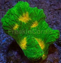 Carregar imagem no visualizador da galeria, Jason Fox Space Invader Pectinia – USA Signature Coral (WYSIWYG)