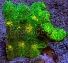 Carregar imagem no visualizador da galeria, Jason Fox Space Invader Pectinia – USA Signature Coral (WYSIWYG)