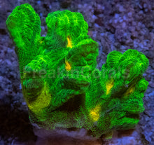 Carregar imagem no visualizador da galeria, Jason Fox Space Invader Pectinia – USA Signature Coral (WYSIWYG)