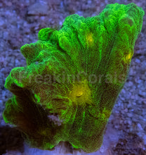 Carregar imagem no visualizador da galeria, Jason Fox Space Invader Pectinia – USA Signature Coral (WYSIWYG)