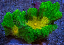 Load image into Gallery viewer, Jason Fox Space Invader Pectinia – USA Signature Coral (WYSIWYG)