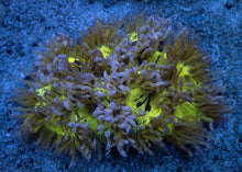 Carregar imagem no visualizador da galeria, Catalaphyllia jardinei “Chernobyl Blue Tip” – WYSIWYG