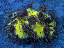 Load image into Gallery viewer, Catalaphyllia jardinei “Electrobuzz” – WYSIWYG