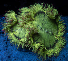 Carregar imagem no visualizador da galeria, Catalaphyllia jardinei “Full Color” – WYSIWYG