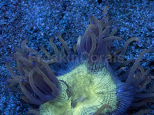 Load image into Gallery viewer, Catalaphyllia jardinei – Shop Propagated – WYSIWYG