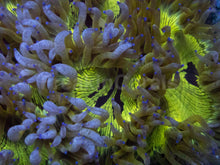 Carregar imagem no visualizador da galeria, Catalaphyllia jardinei “Chernobyl Blue Tip” – WYSIWYG