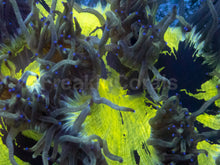 Load image into Gallery viewer, Catalaphyllia jardinei “Electrobuzz” – WYSIWYG