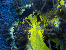 Load image into Gallery viewer, Catalaphyllia jardinei “Electrobuzz” – WYSIWYG