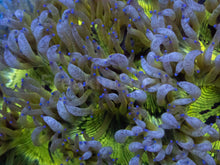 Carregar imagem no visualizador da galeria, Catalaphyllia jardinei “Chernobyl Blue Tip” – WYSIWYG