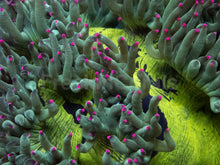 Load image into Gallery viewer, Catalaphyllia jardinei “Electrobuzz” – WYSIWYG