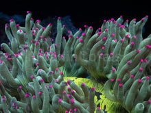 Load image into Gallery viewer, Catalaphyllia jardinei “Electrobuzz” – WYSIWYG